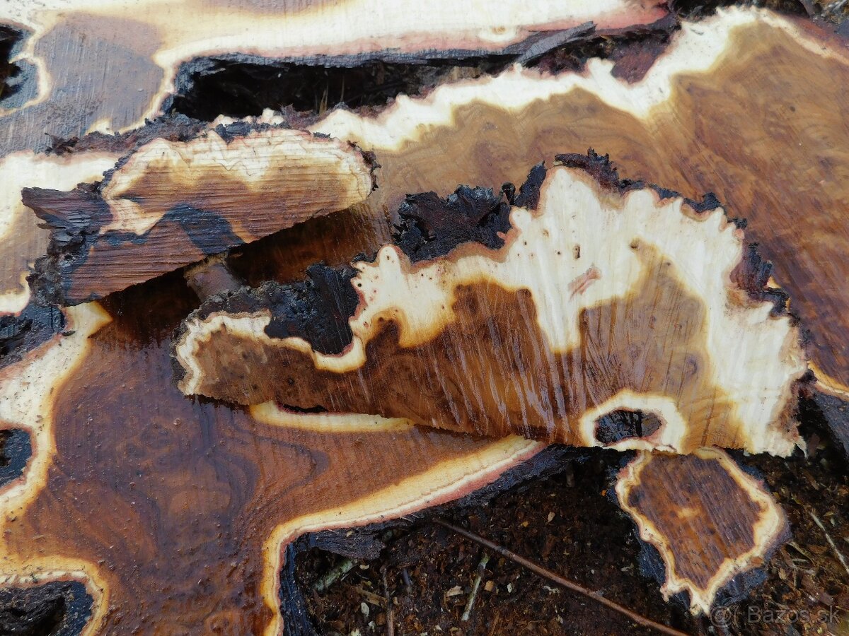 Očková jelša, očkový javor,očková hlošina,nádory, korenica.. - 7