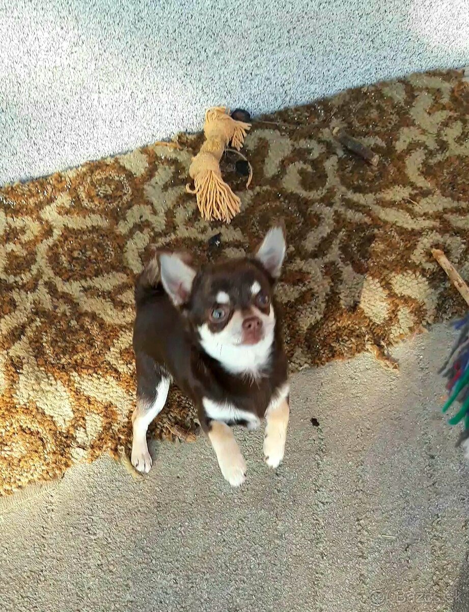 Čivava krátkosrstá – čoko fenka - 7