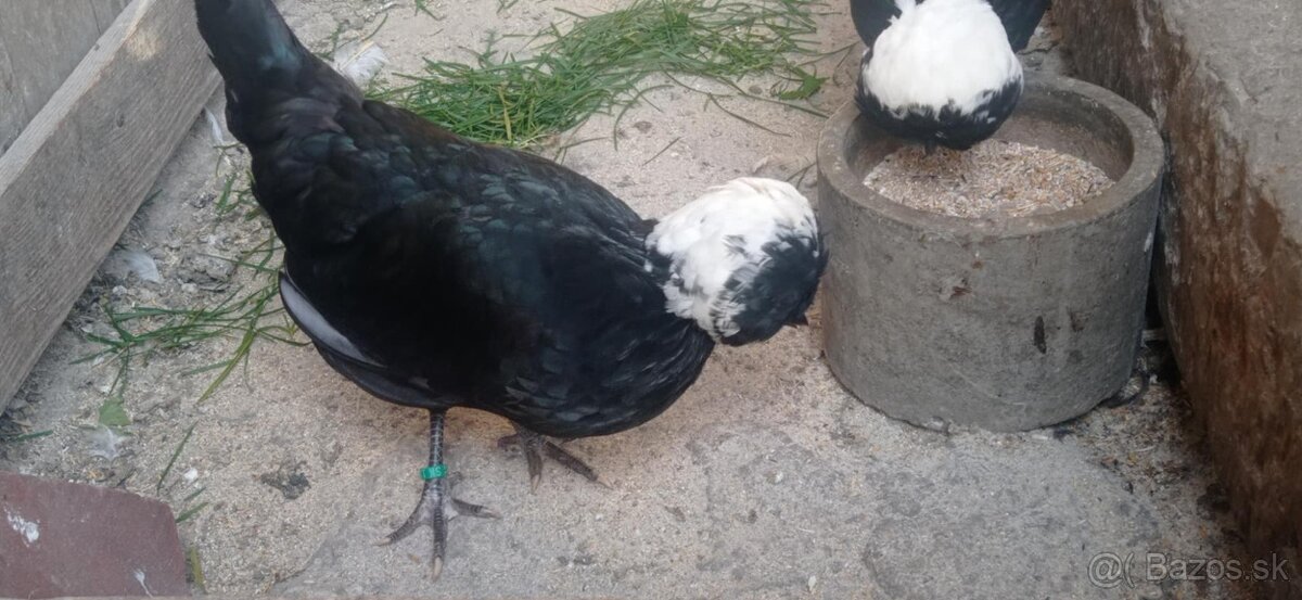 Zdrobnené holanďanky - 7