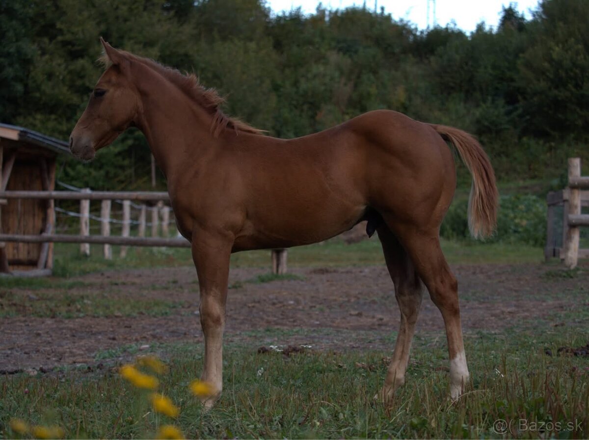 APH SORREL ŽREBČEK NA PREDAJ - 7