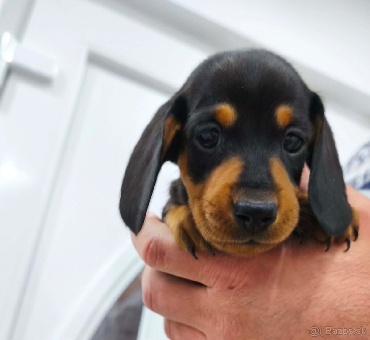 Jazvečík trpasličí - 7