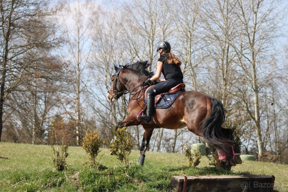 Brzy dvouletý valach Welsh Cob - 7