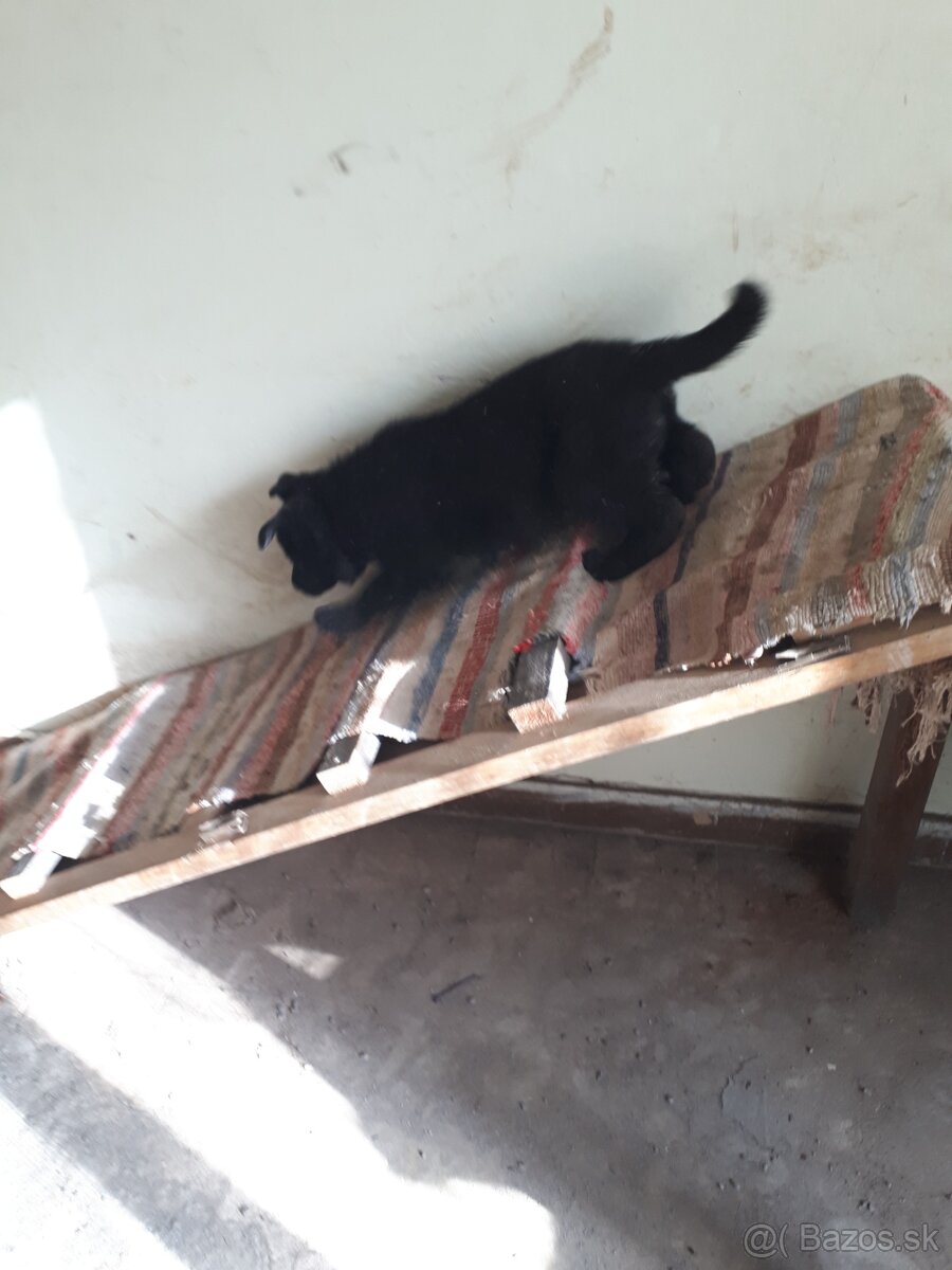 Nemecký ovčiak šteniatka - 7