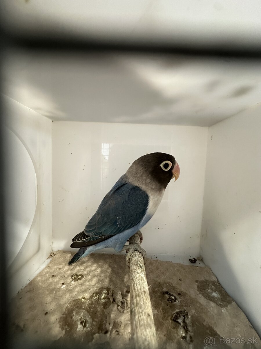 Agapornis škraboškový - 7