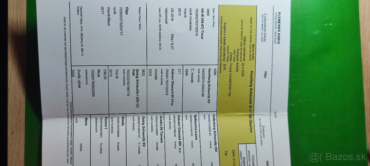 Predám mladé kobylky Norik Muránsky - 7