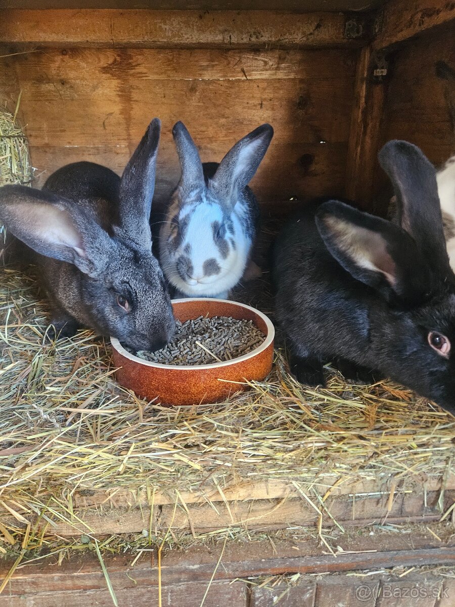 Ponúkam na predaj - 7