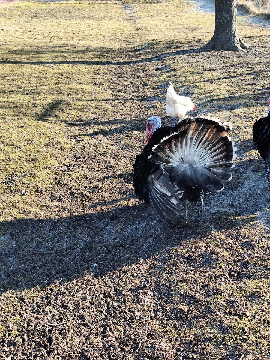 Moriak bronzový - 7