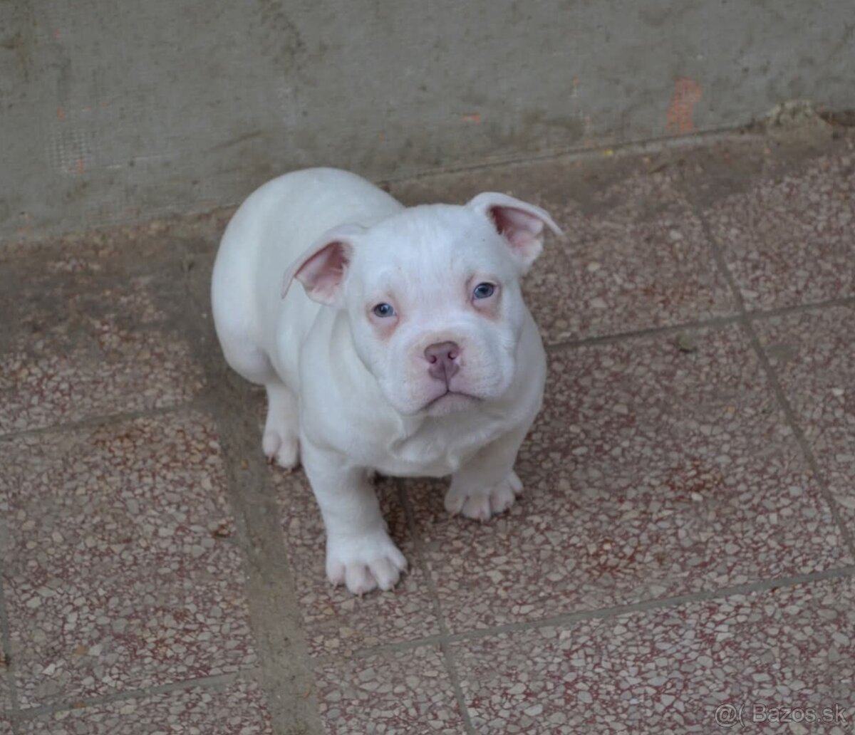 American bully pocket/ standard - 7