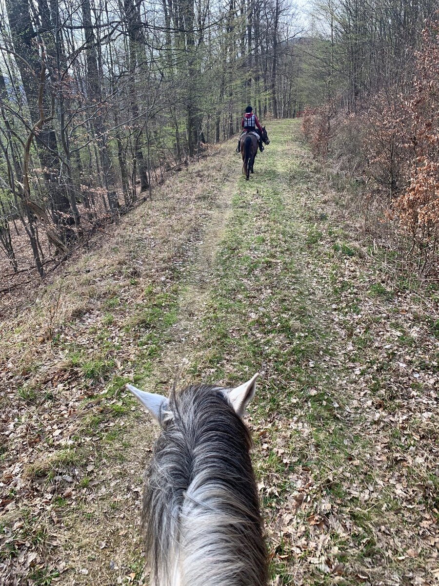 Preprava koní, tréningy, vychádzky - 7