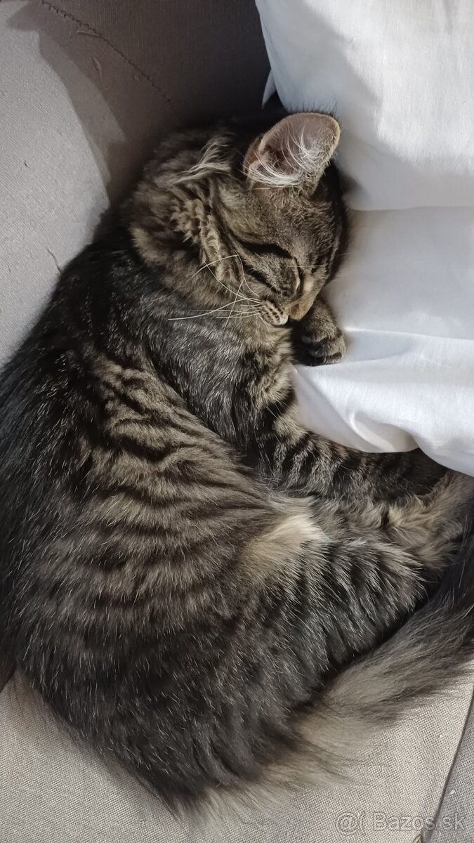 Domáci kocúrik - 7