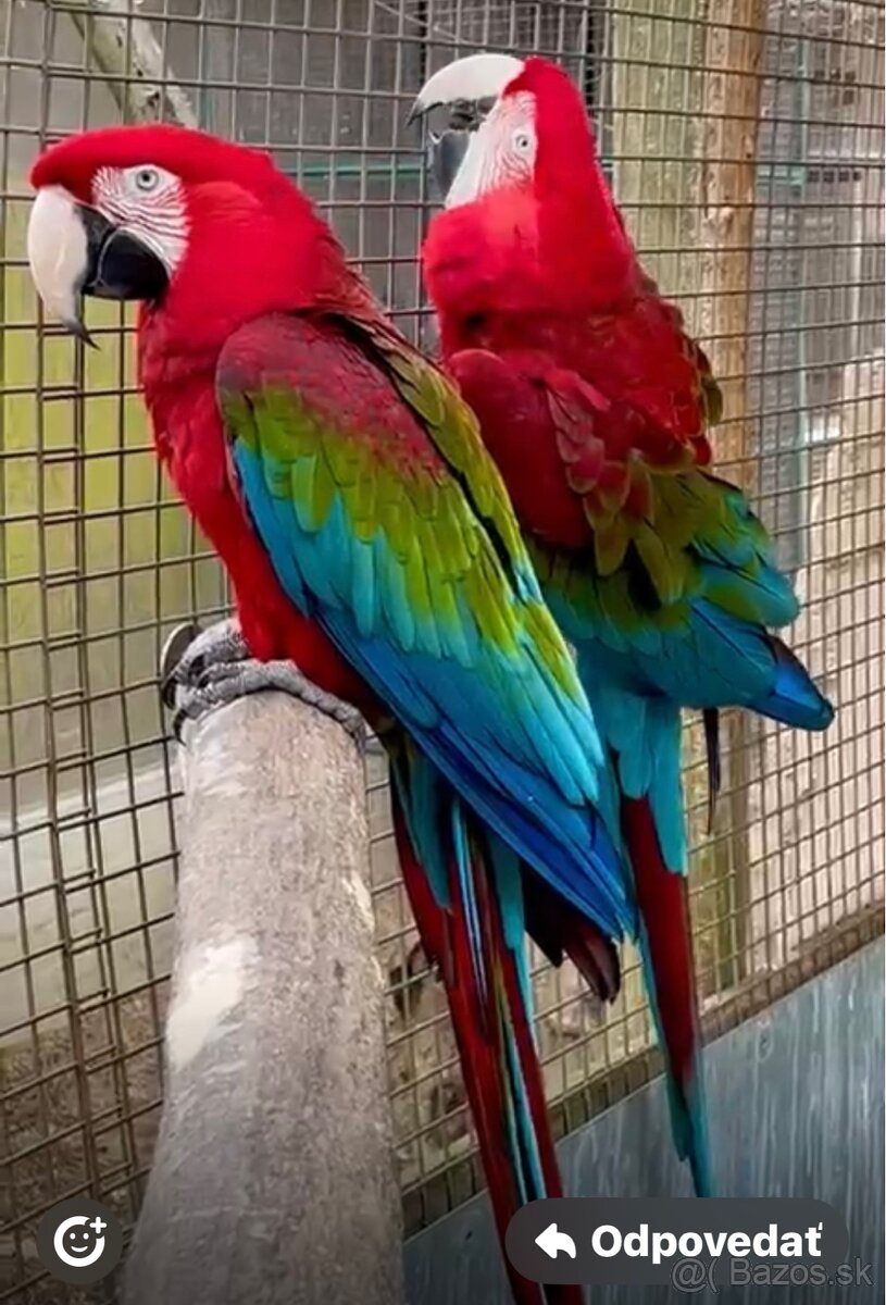 Ara zelenokrídla - 7