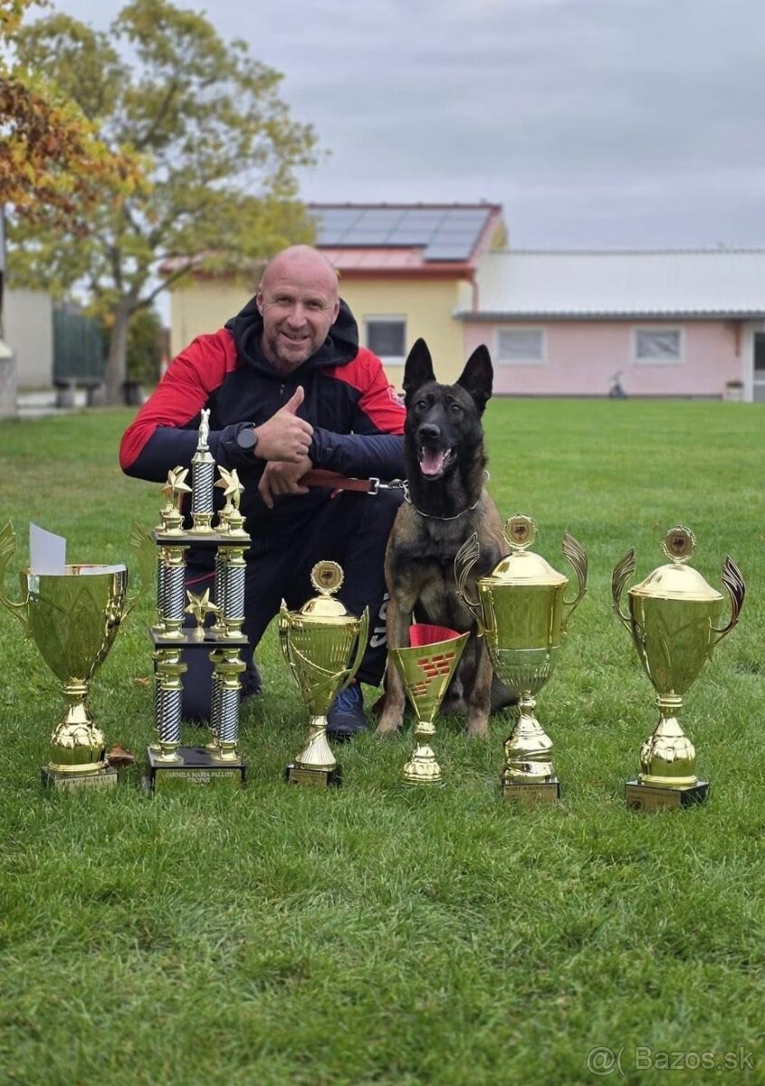 Belgický ovčák Malinois s PP 7.týdnů - 7