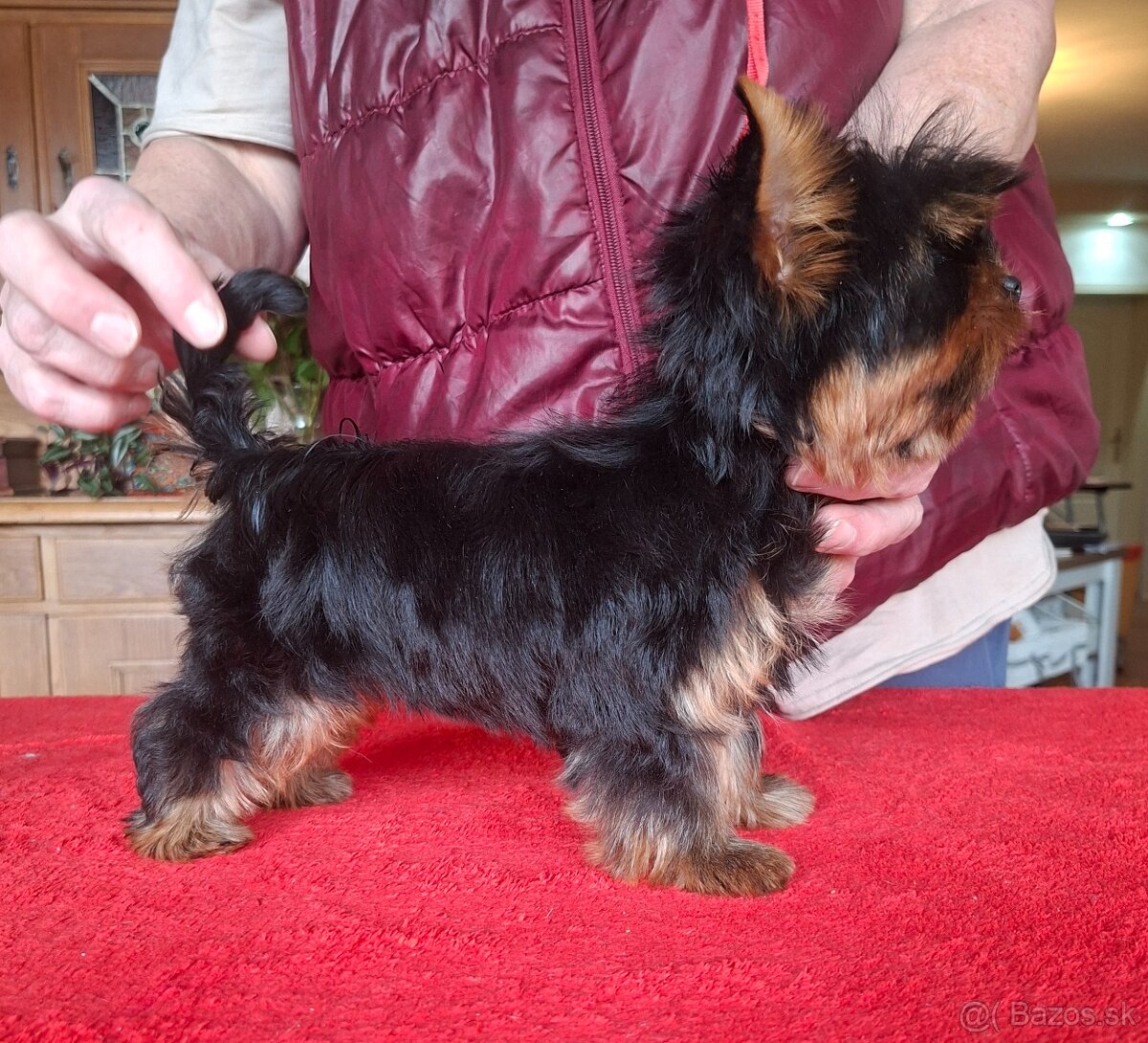 Yorkshire terrier s PP - psík - 7