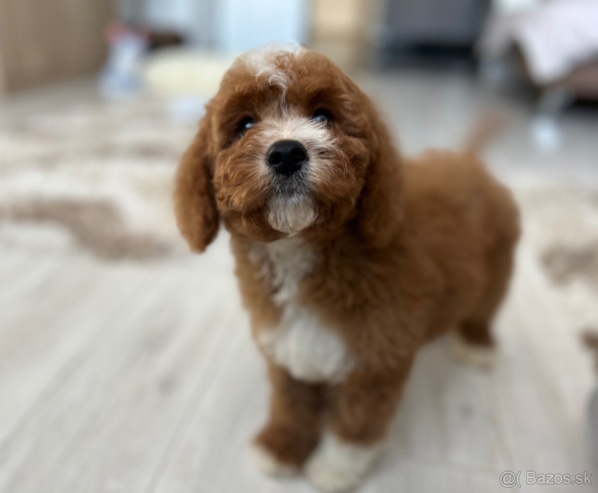 Cavapoo psík - 7