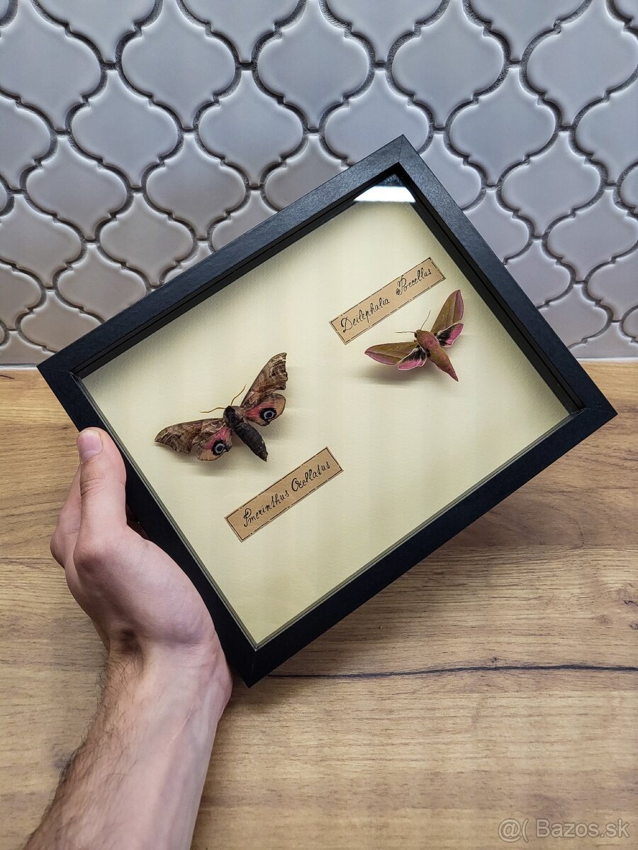 Motýle v ráme - 7