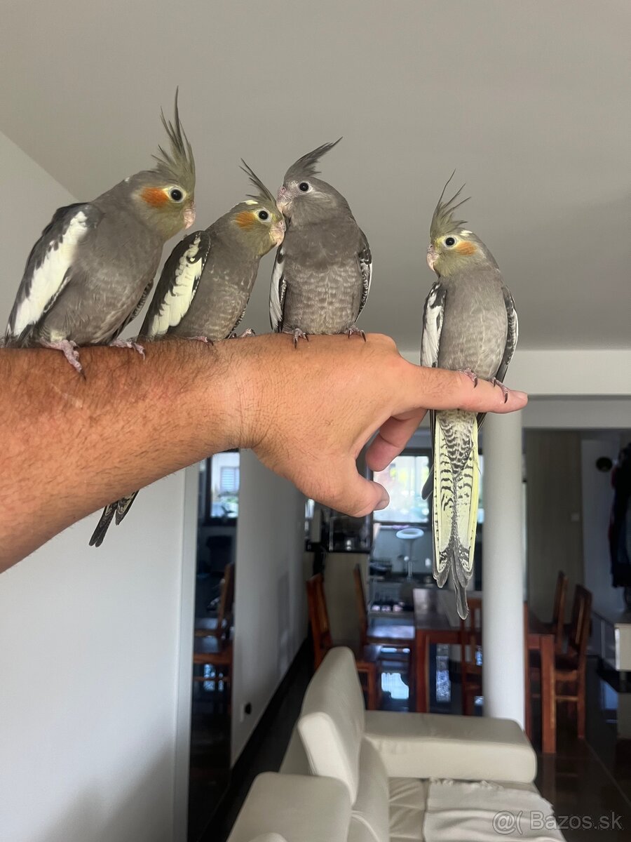 Korely ručne dokrmena Krotká - 7