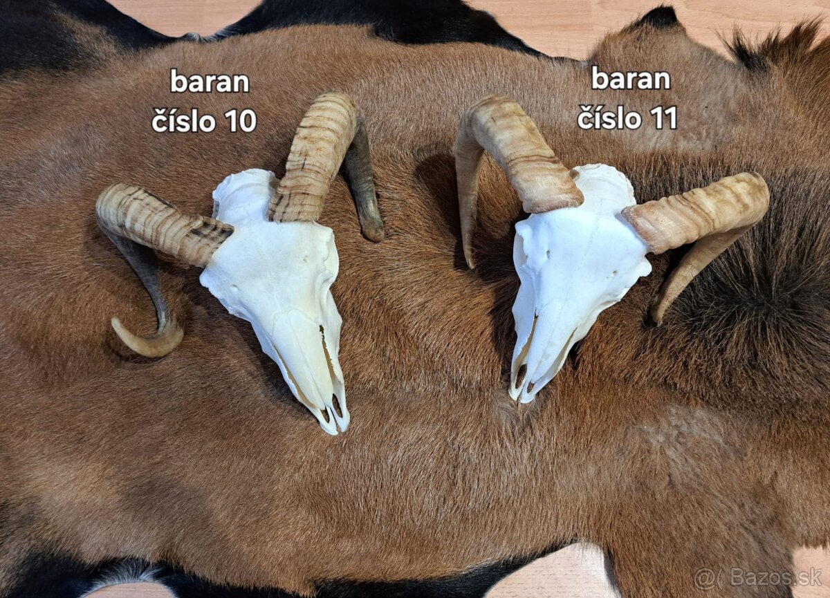 Trofeje, baran - 7