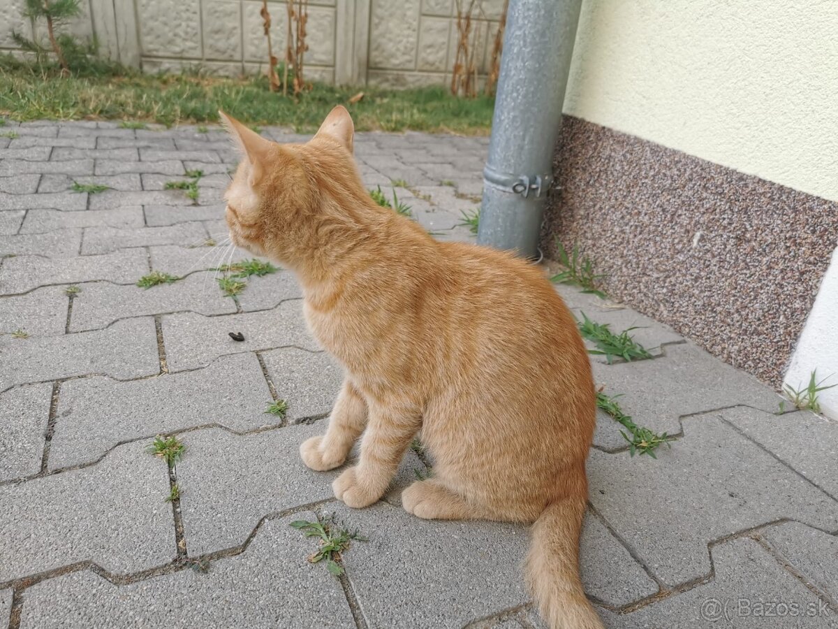 Darujeme kocúrika - 7