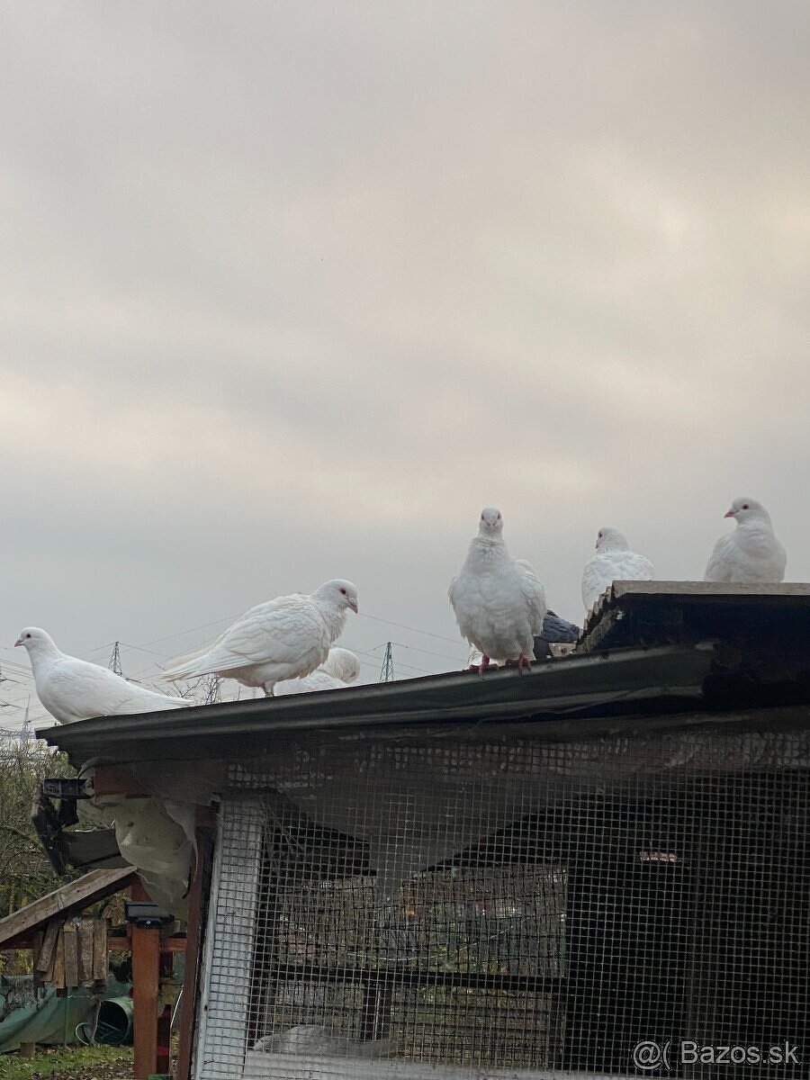 Predám holuby - 7