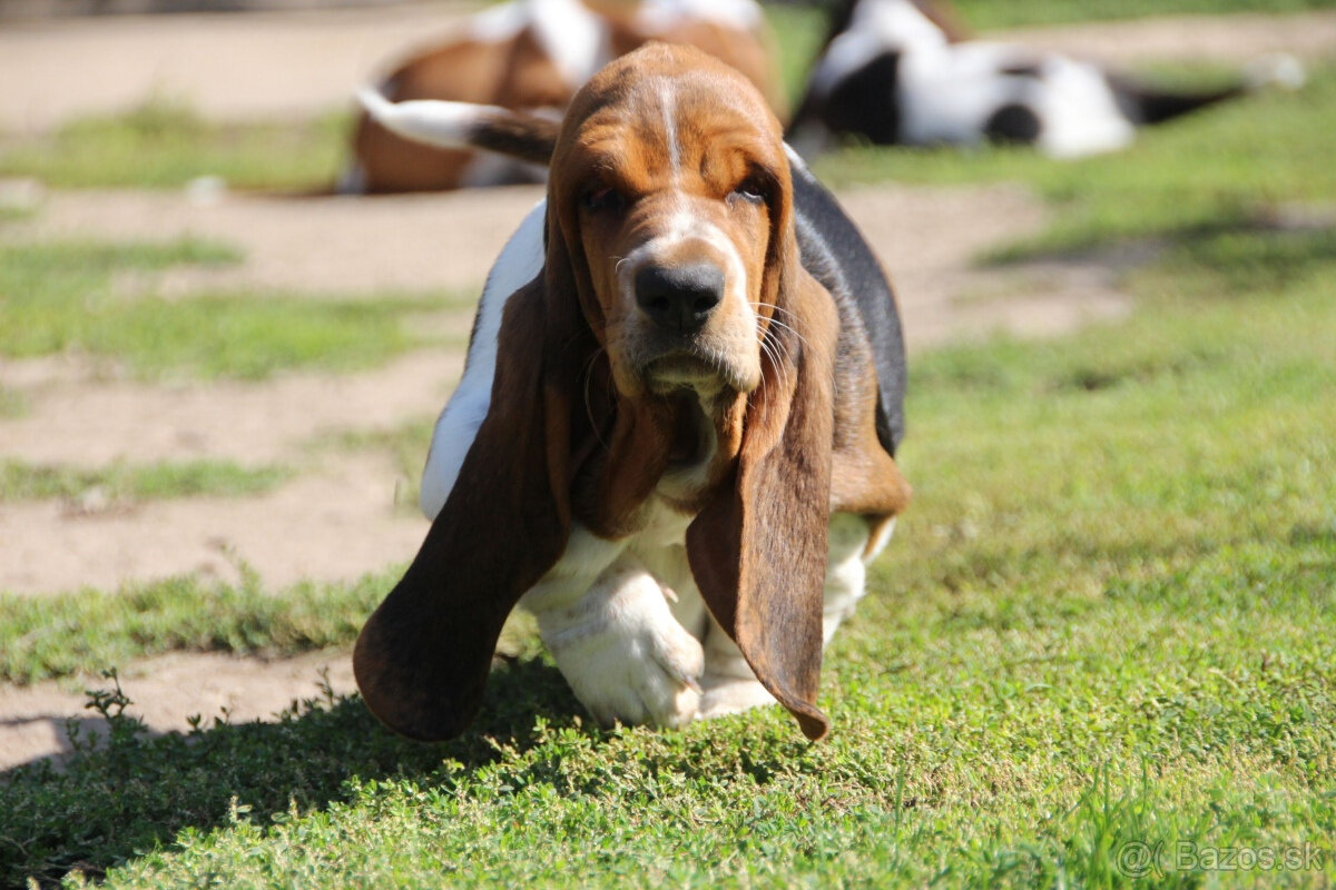 Basset hound - holčička Dulcibella s PP - 7