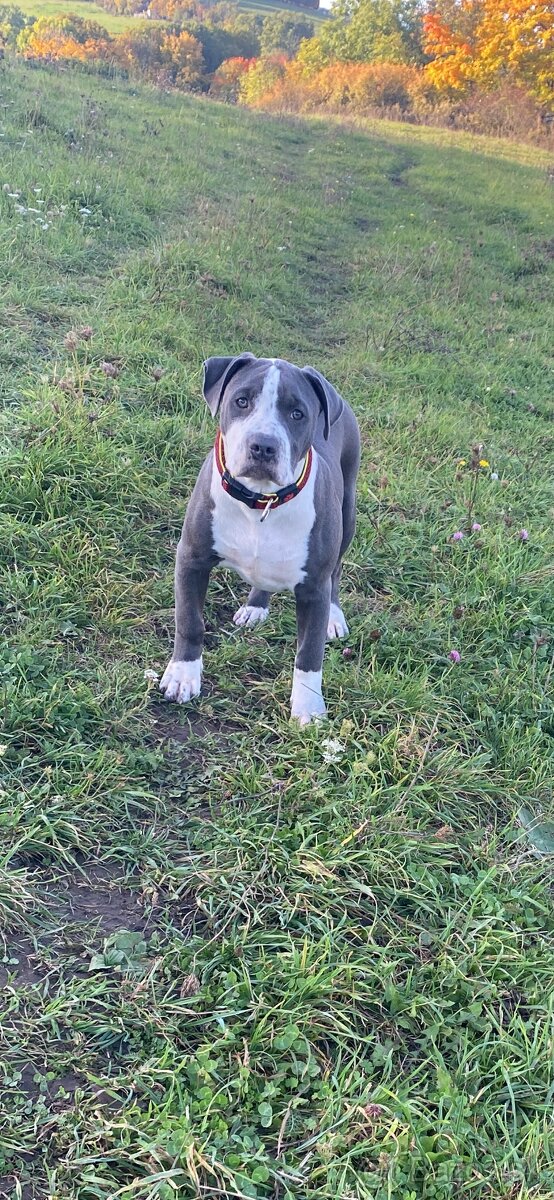 American Bully XL - 7