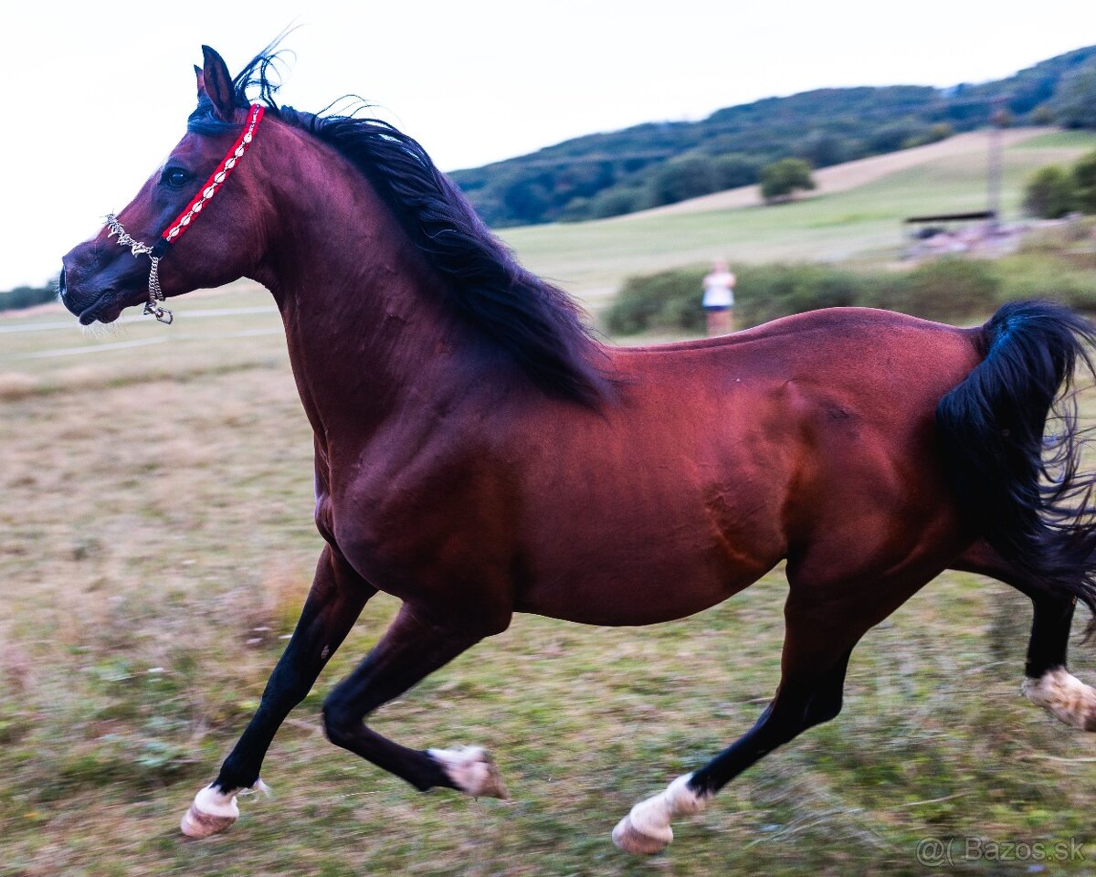 Pripúšťanie arabský plnokrvník - 7