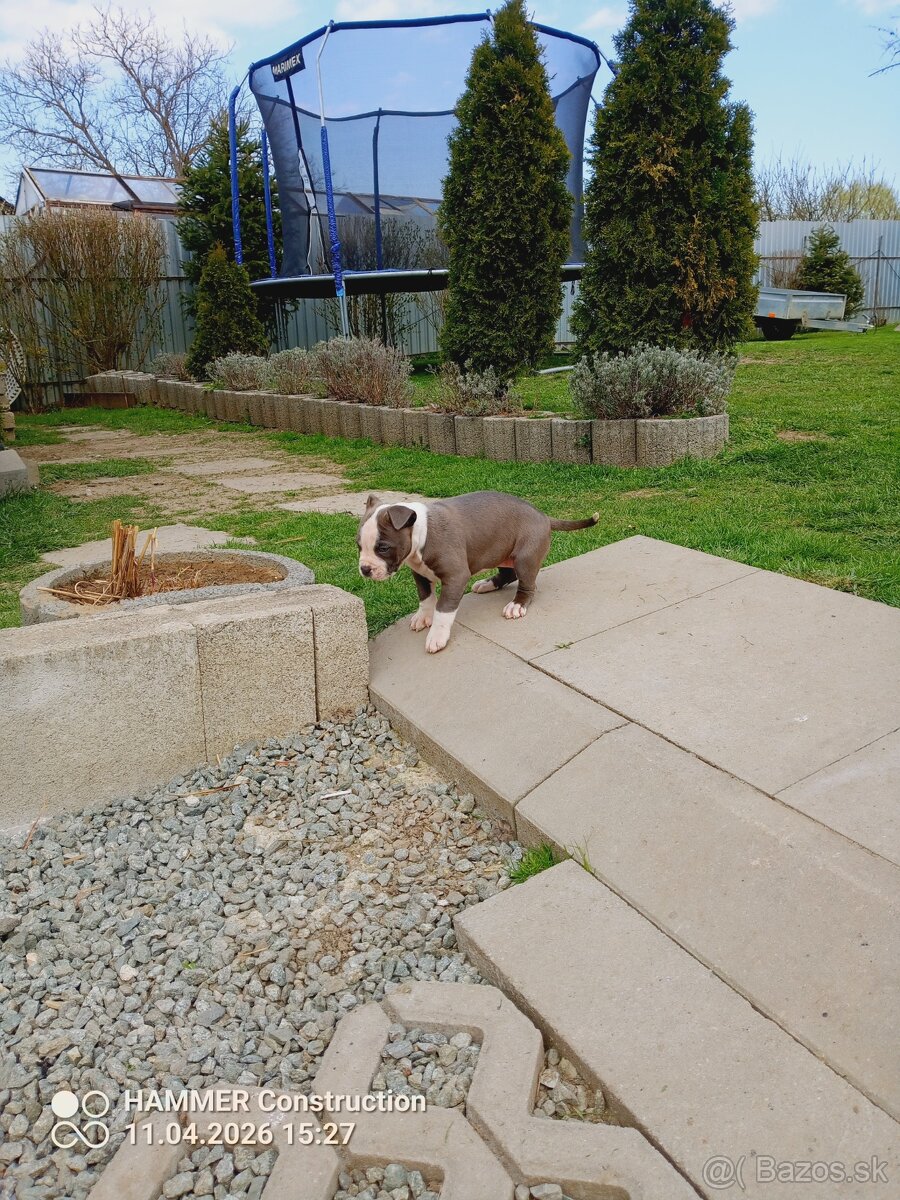 Americký Staforčírsky teriér , Amstaff - 7