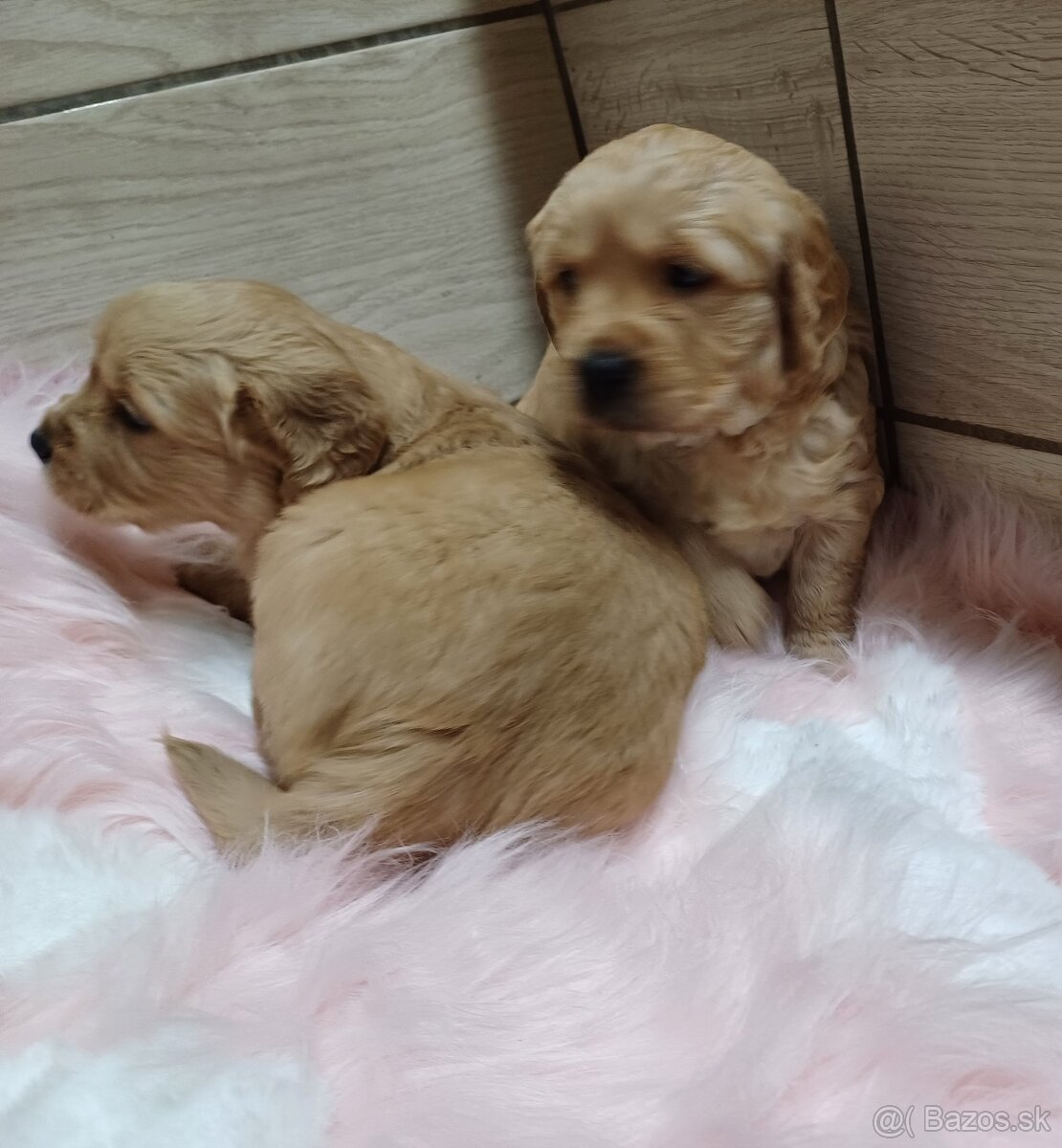 Zlatý retriever - 7