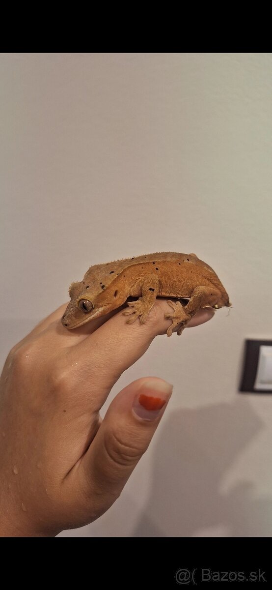 Pagekon riasnatý ( Correlophus ciliatus) - 7