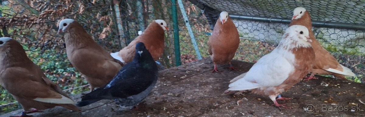 Slovenské hrvoliaky - 7