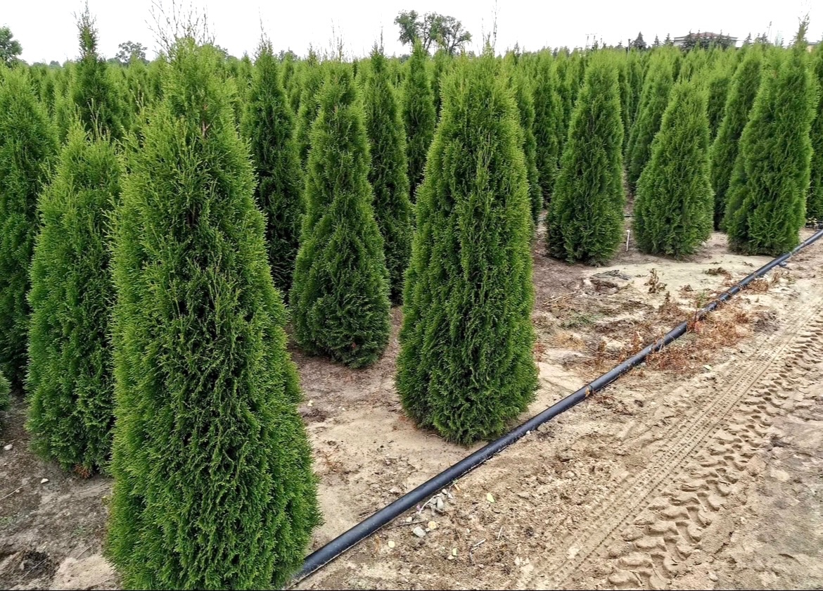 Tuje Smaragd - Spišská Nová Ves - 7