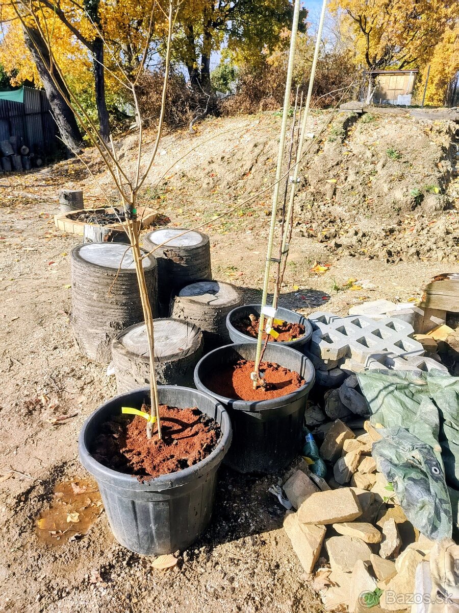 Predám Broskyňa , Marhuľa , Jabloň , Slivka , Hruška, Višňa. - 7