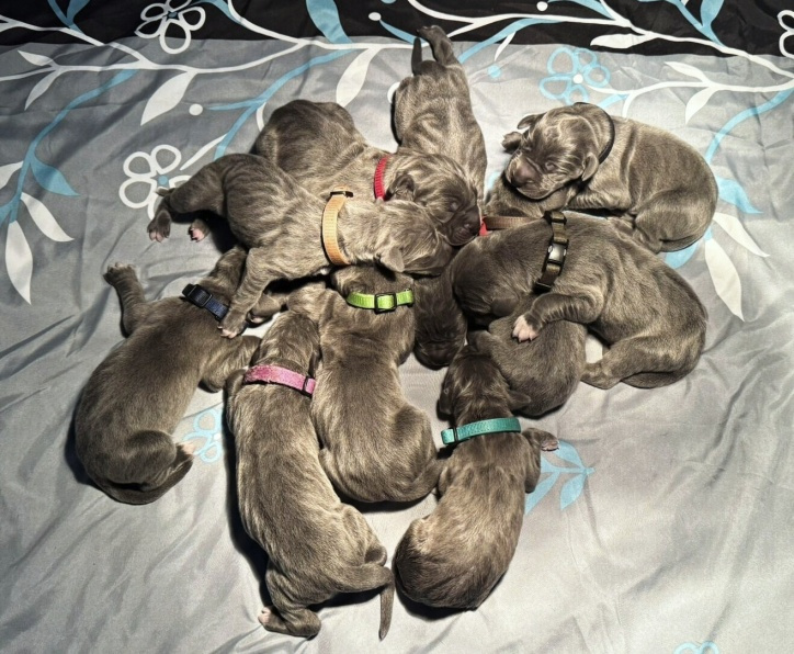 Německá doga modrá s PP - 7