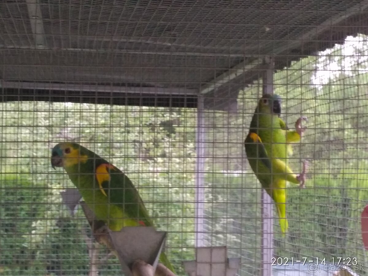 Amazoňan modročelý xanthopteryx. - 7