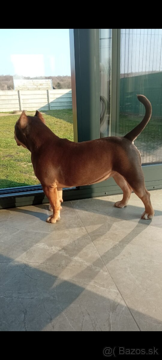 American bully Pocket / Standard s PP - 7