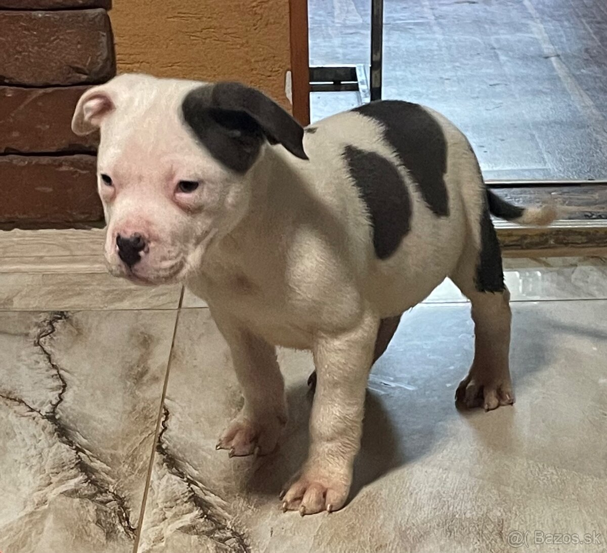 Americký stafordšírsky teriér, Staford - 7