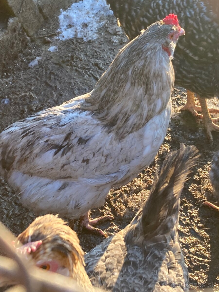 Araukana kohut 5 kusov - 7