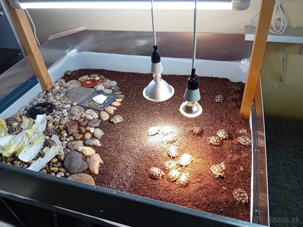 Predam suchozemske korytnačky žltočierne - 7