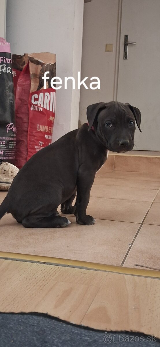 Americký Pitbullterrier - 7