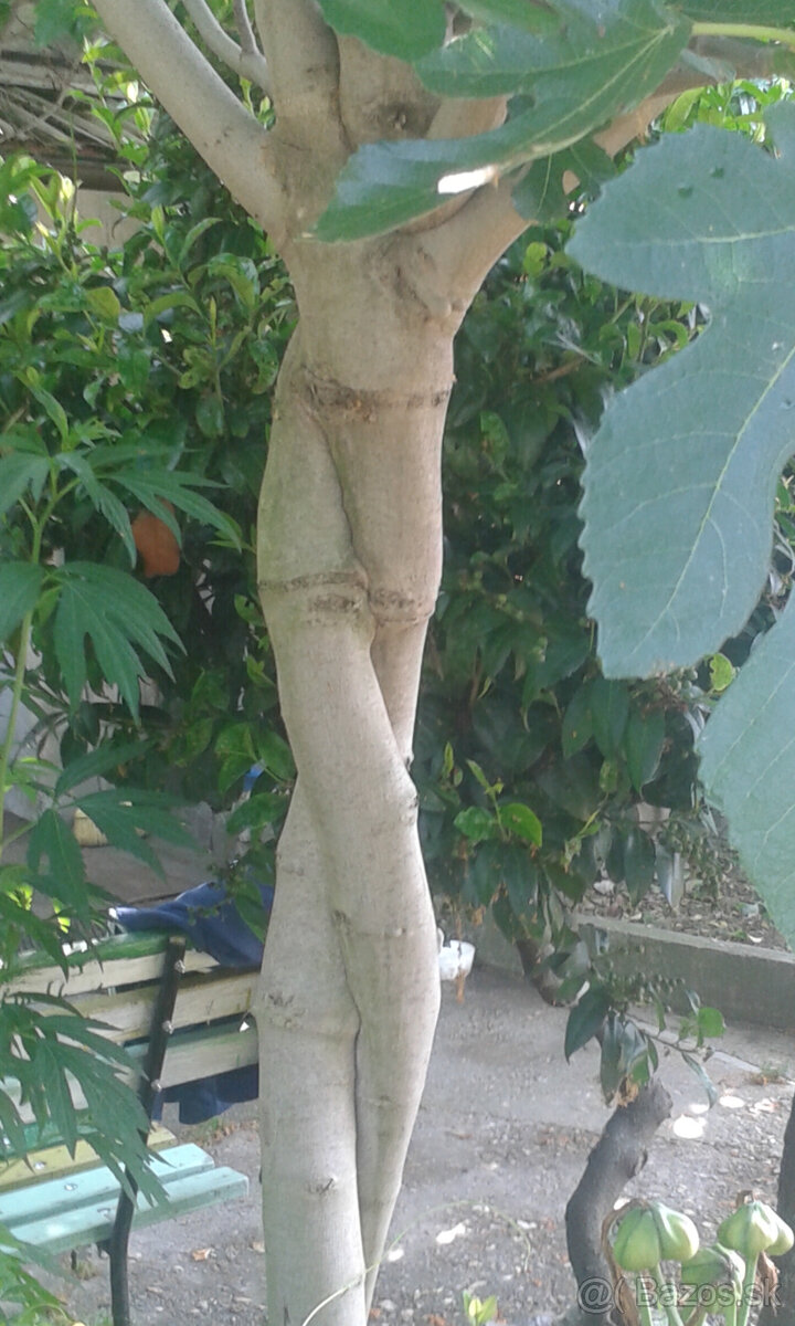 FIGOVNíKY RODIACE - 7