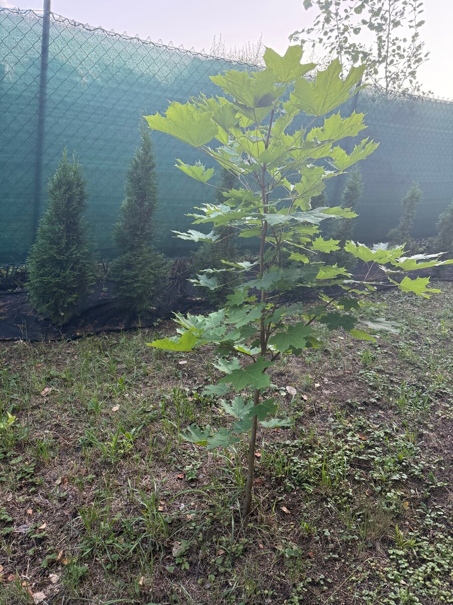 Predáme stromčeky - 7