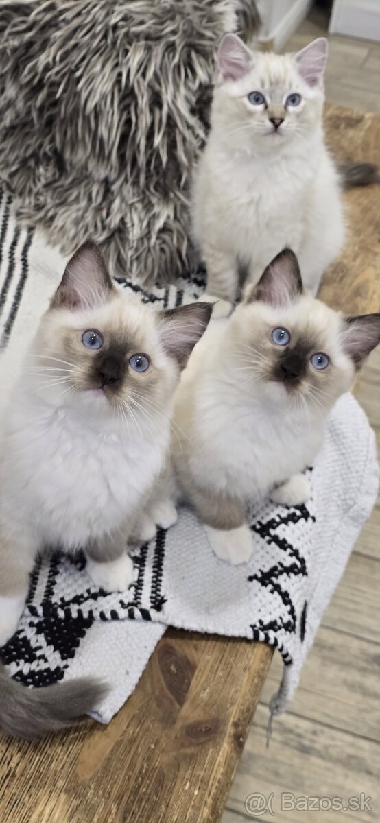 Ragdoll mačiatka s PP - 7