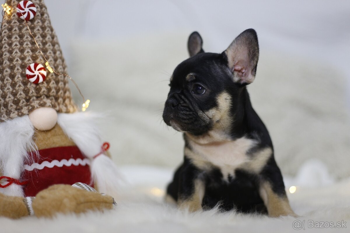Francúzsky buldoček - 7