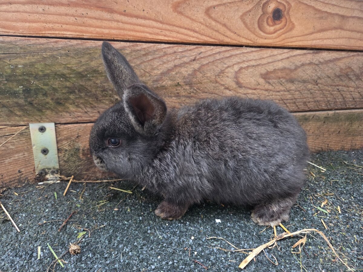 Predám králika - 7