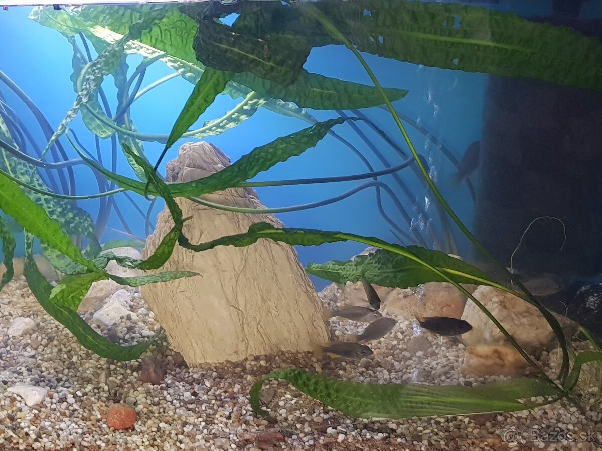 krásne zabehnuté 130 litrové akvárium - 7