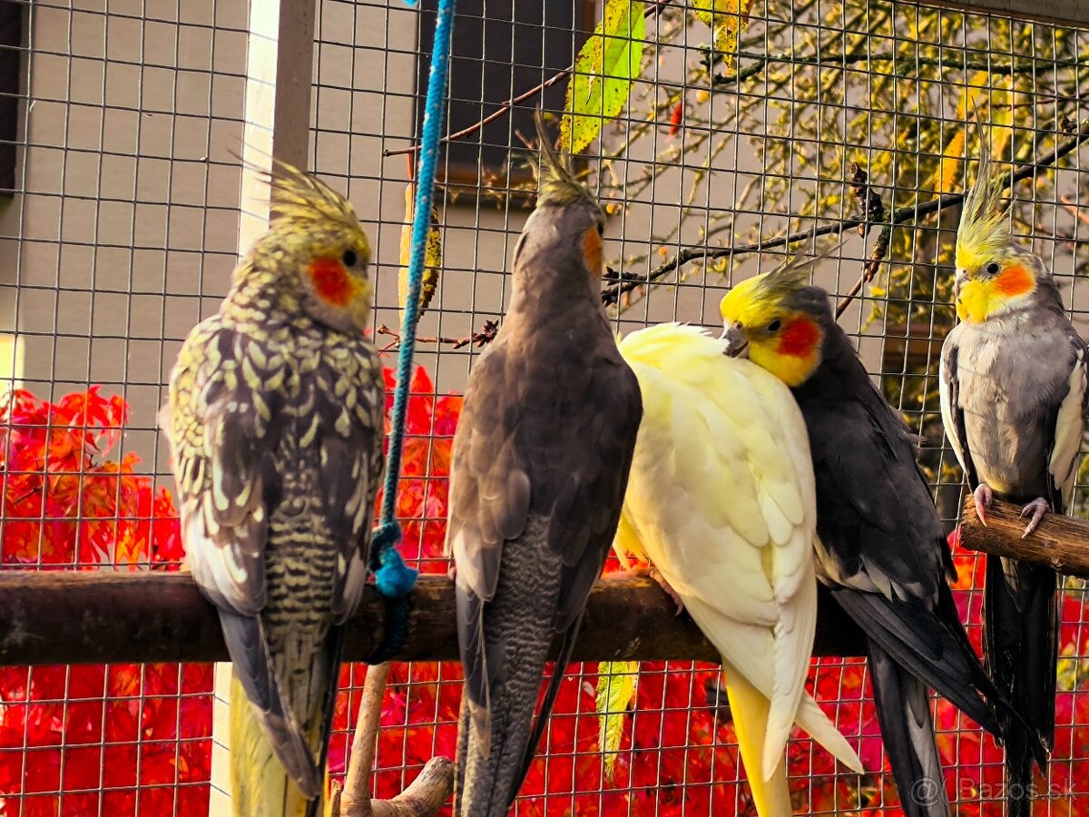 Korely výstavný typ - 7