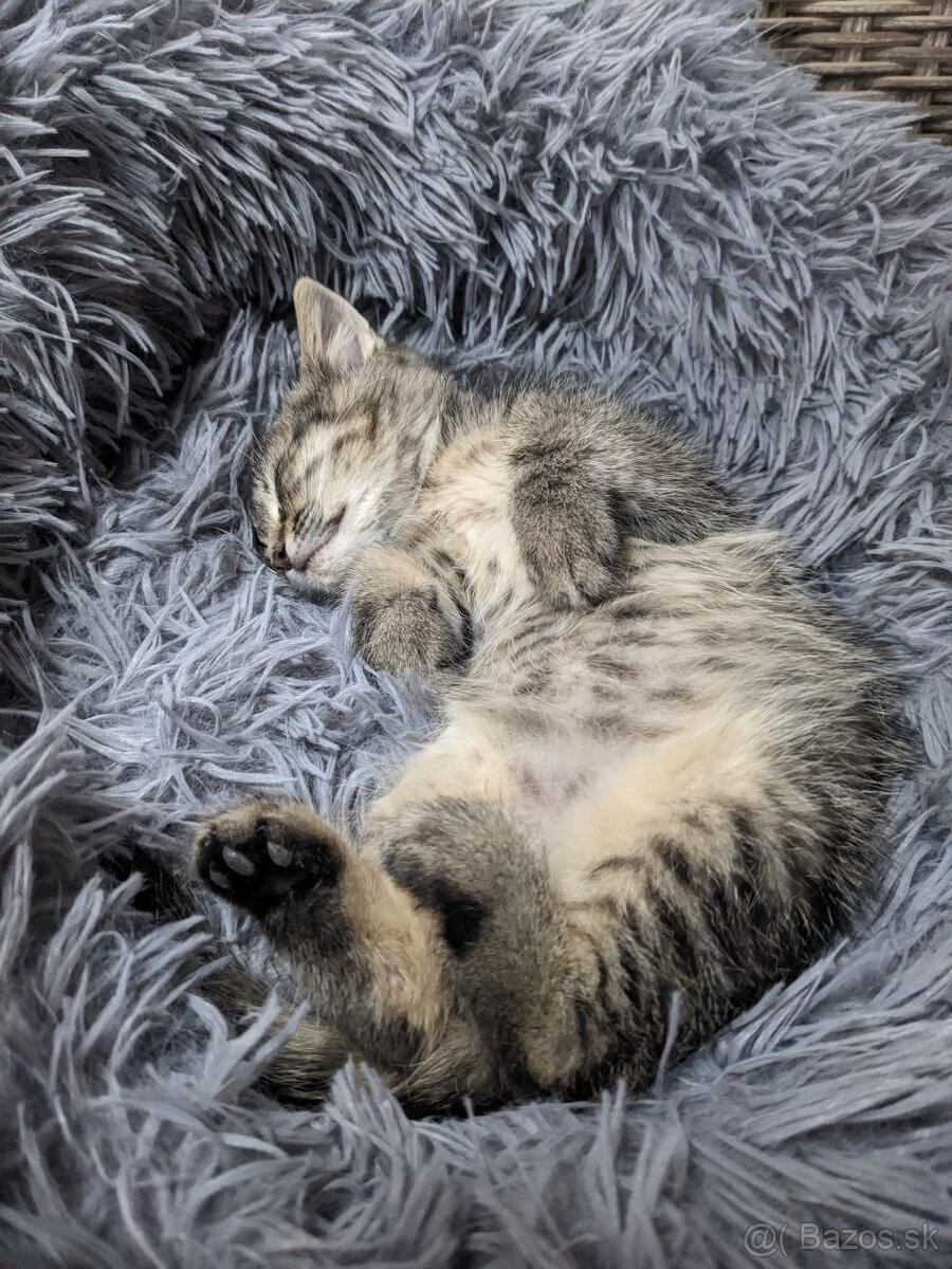 maly tigrik Imro - 7