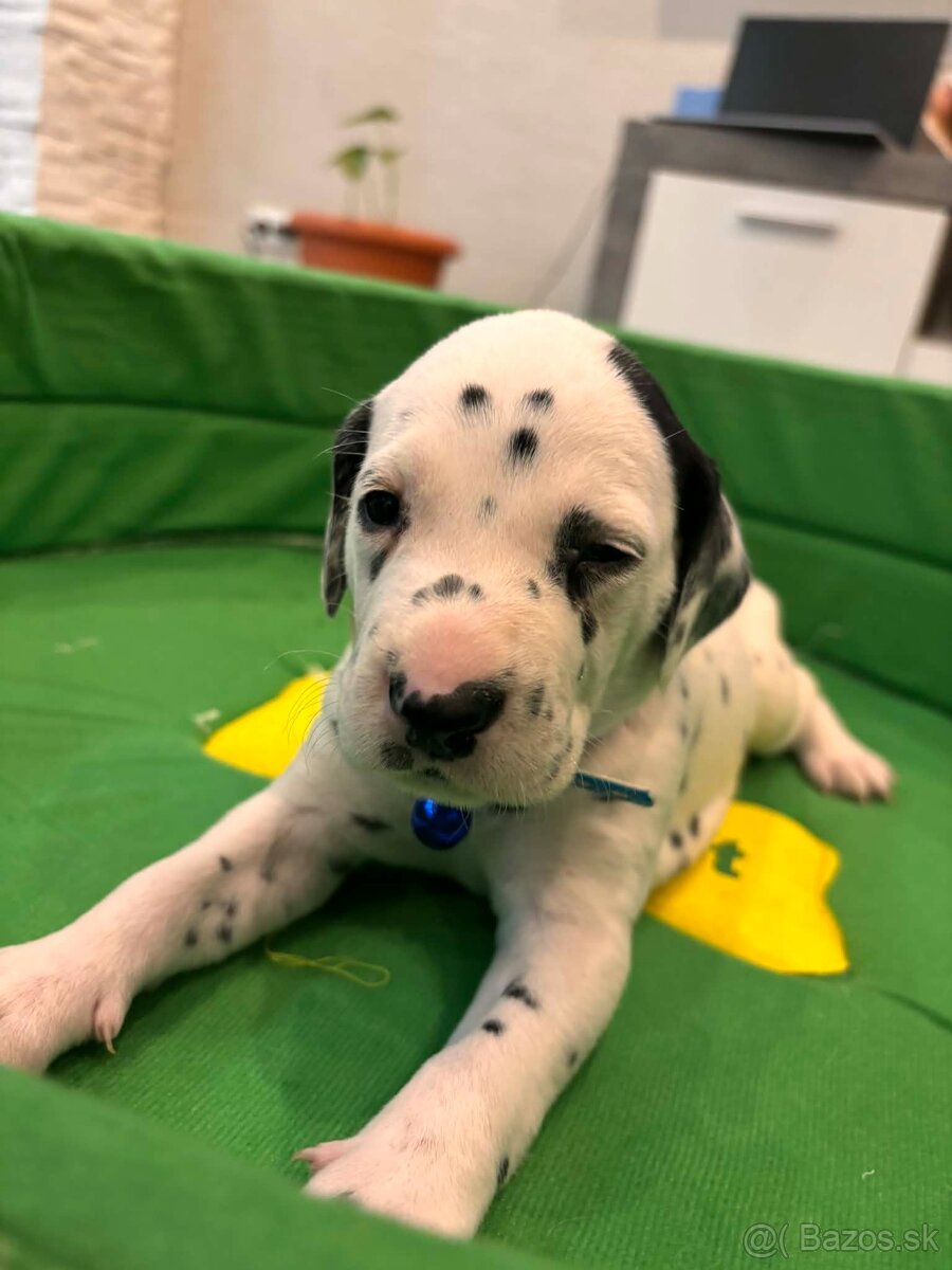DALMATIN šteniatká - 7