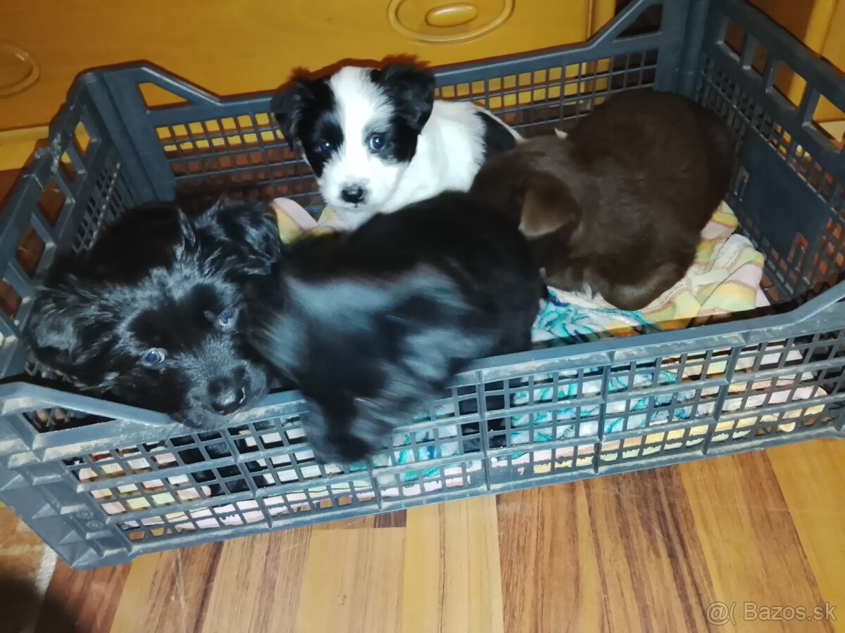Darujem krásne šteniatka - 7