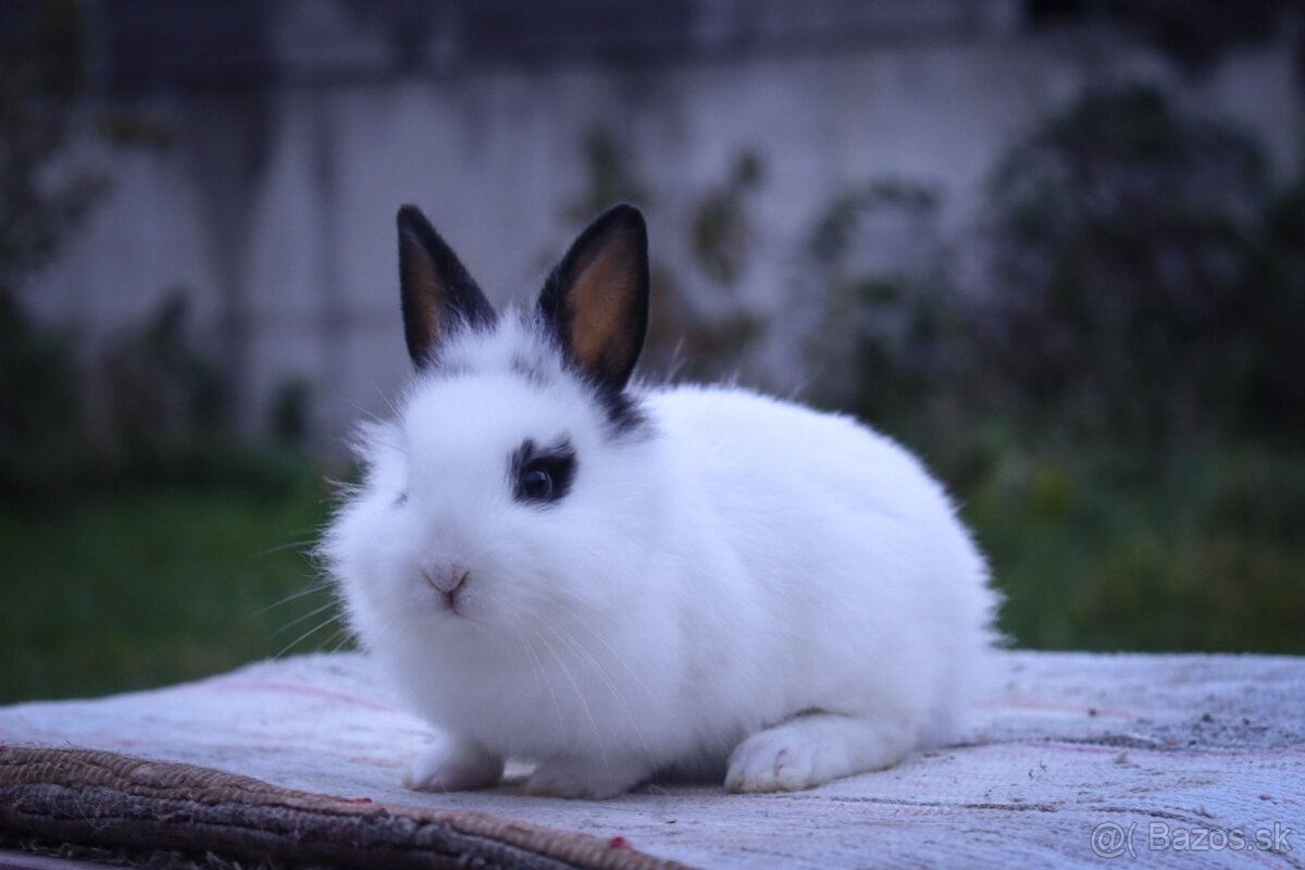 Zakrslé králiky - 7